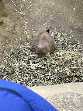 神戸どうぶつ王国に投稿された画像（2024/11/4）