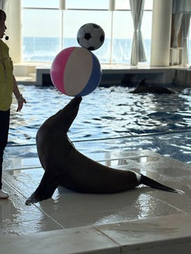 アクアワールド茨城県大洗水族館に投稿された画像（2024/11/4）