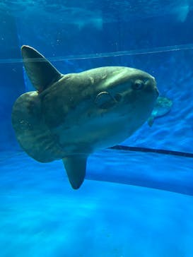 アクアワールド茨城県大洗水族館に投稿された画像（2024/11/4）