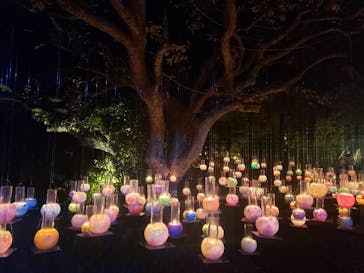 江の島シーキャンドルに投稿された画像（2024/11/4）