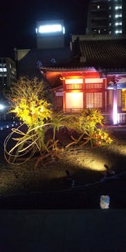 博多ライトアップウォーク実行委員会に投稿された画像（2024/11/4）