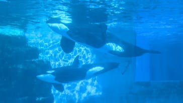 名古屋港水族館に投稿された画像（2024/11/4）