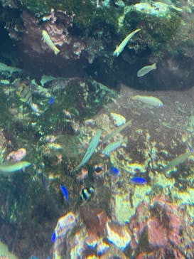 鴨川シーワールドに投稿された画像（2024/11/4）