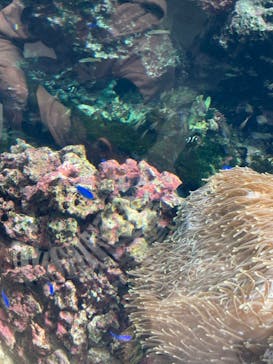 鴨川シーワールドに投稿された画像（2024/11/4）