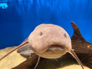 しながわ水族館に投稿された画像（2024/11/4）