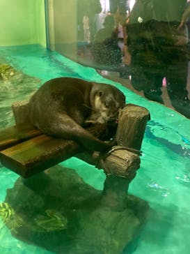しながわ水族館に投稿された画像（2024/11/4）