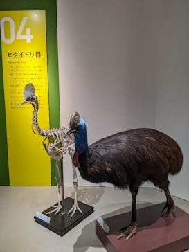 特別展「鳥 ～ゲノム解析が解き明かす新しい鳥類の系統～」国立科学博物館に投稿された画像（2024/11/4）