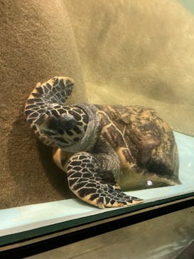 マリンワールド海の中道に投稿された画像（2024/11/4）