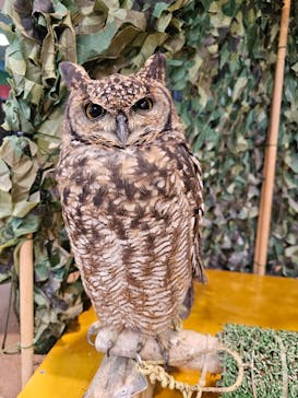 いきもの探検隊上尾に投稿された画像（2024/11/4）