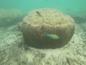 武藤潜水に投稿された画像（2024/11/4）