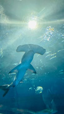 島根県立 しまね海洋館に投稿された画像（2024/11/4）