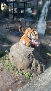 恩賜上野動物園に投稿された画像（2024/11/4）