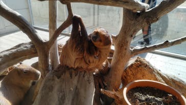 霞ケ浦 どうぶつとみんなのいえに投稿された画像（2024/11/4）