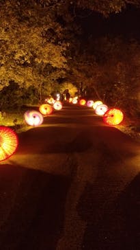 国営昭和記念公園 秋の夜散歩に投稿された画像（2024/11/4）