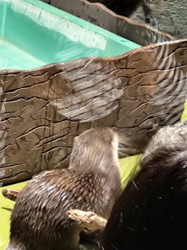 竹島水族館に投稿された画像（2024/11/4）