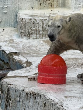 天王寺動物園に投稿された画像（2024/11/4）