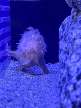 竹島水族館に投稿された画像（2024/11/4）