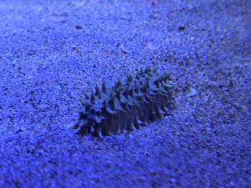 竹島水族館に投稿された画像（2024/11/4）