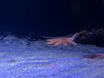 竹島水族館に投稿された画像（2024/11/4）