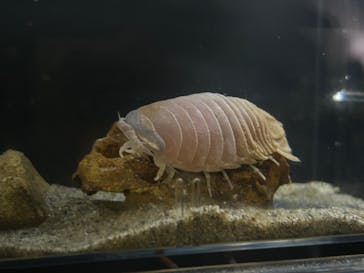 竹島水族館に投稿された画像（2024/11/4）