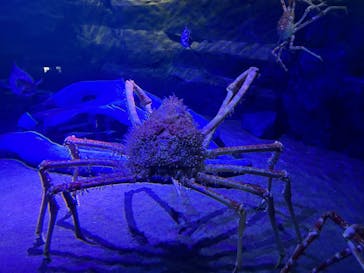 竹島水族館に投稿された画像（2024/11/4）