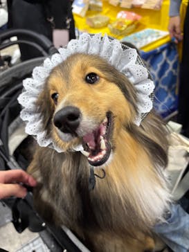 Pet博 大阪会場 Pet Exposition in Osakaに投稿された画像（2024/11/4）