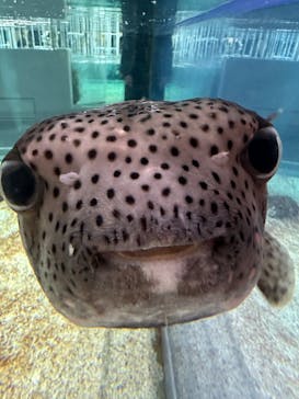 NIFREL（ニフレル）に投稿された画像（2024/11/4）