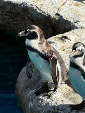 アクアワールド茨城県大洗水族館に投稿された画像（2024/11/4）