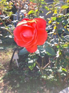 鳩山会館に投稿された画像（2024/11/4）