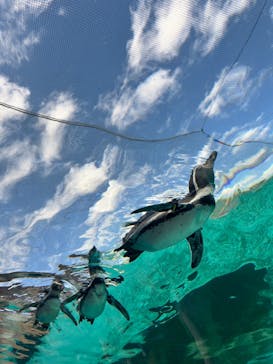 天王寺動物園に投稿された画像（2024/11/4）