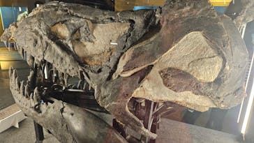 福井県立恐竜博物館に投稿された画像（2024/11/4）