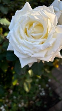 横浜イングリッシュガーデンに投稿された画像（2024/11/4）