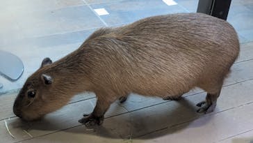 カワスイ 川崎⽔族館に投稿された画像（2024/11/4）