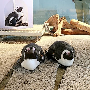 NIFREL（ニフレル）に投稿された画像（2024/11/4）