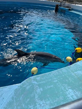マリンワールド海の中道に投稿された画像（2024/11/4）