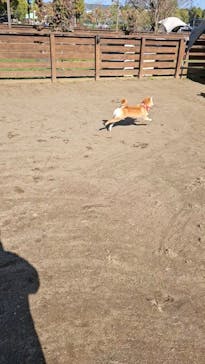 わんダフルネイチャーヴィレッジに投稿された画像（2024/11/4）