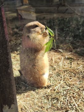 名古屋市東山動植物園に投稿された画像（2024/11/4）
