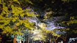 国営昭和記念公園 秋の夜散歩に投稿された画像（2024/11/4）