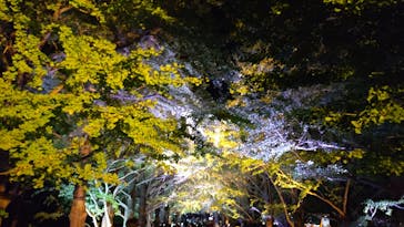 国営昭和記念公園 秋の夜散歩に投稿された画像（2024/11/4）