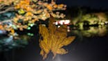 国営昭和記念公園 秋の夜散歩に投稿された画像（2024/11/4）