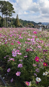淡路ファームパーク イングランドの丘に投稿された画像（2024/11/4）