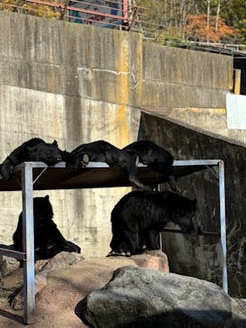 奥飛騨クマ牧場に投稿された画像（2024/11/4）