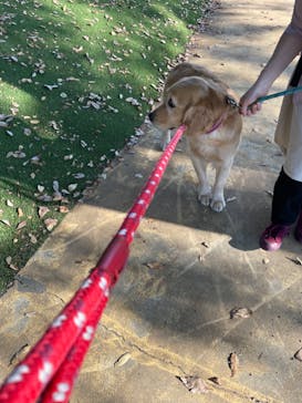 世界の名犬牧場に投稿された画像（2024/11/4）