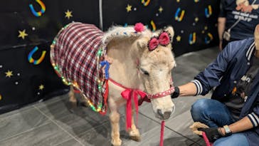 東京メガイルミに投稿された画像（2024/11/4）