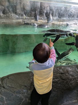 しながわ水族館に投稿された画像（2024/11/4）