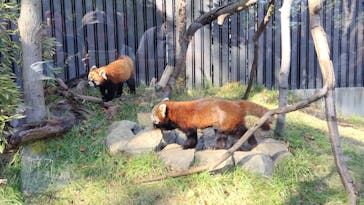 恩賜上野動物園に投稿された画像（2024/11/4）