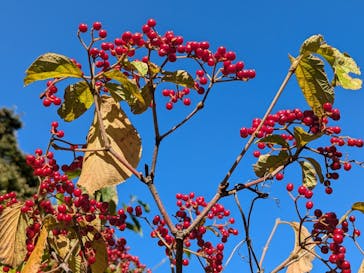 彫刻の森美術館に投稿された画像（2024/11/4）