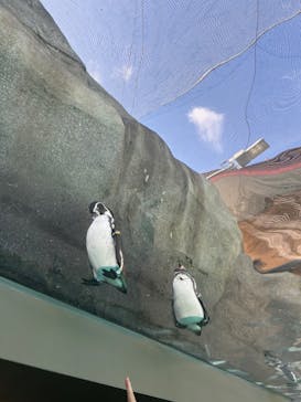 天王寺動物園に投稿された画像（2024/11/4）