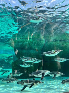 天王寺動物園に投稿された画像（2024/11/4）