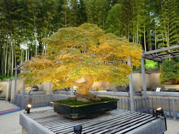 国営昭和記念公園 秋の夜散歩に投稿された画像（2024/11/4）